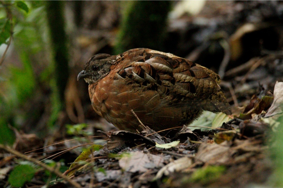 Singing Quail - ML638279150