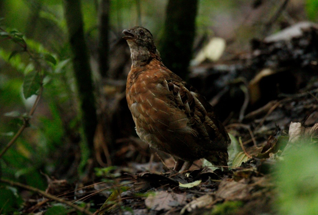 Singing Quail - ML638279151