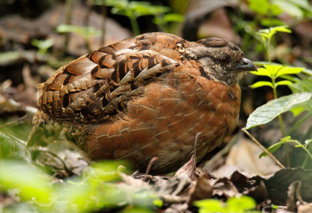 Singing Quail - ML638279152