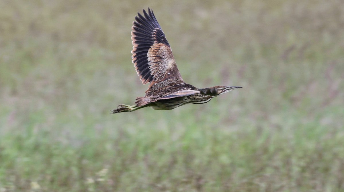 American Bittern - ML638279170