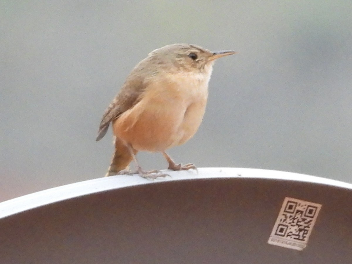 Southern House Wren - ML638279189