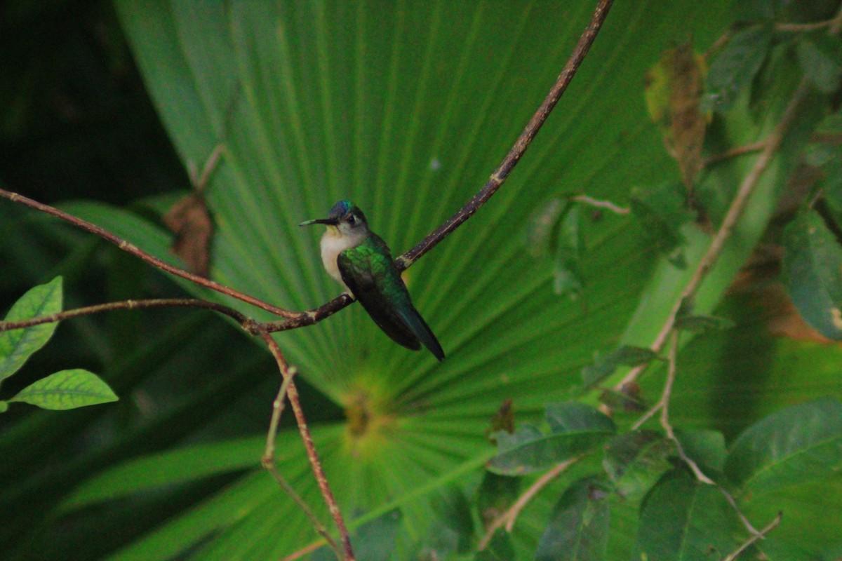 Wedge-tailed Sabrewing - ML638279194