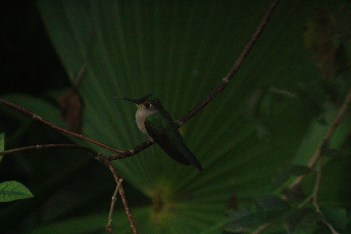 Wedge-tailed Sabrewing - ML638279195