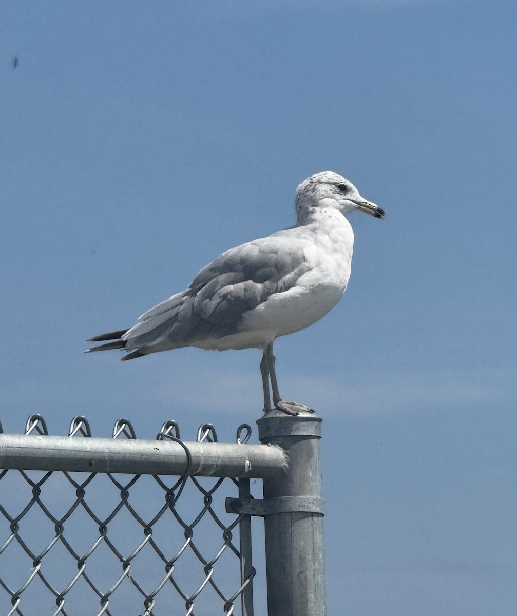 Ring-billed Gull - ML638279197