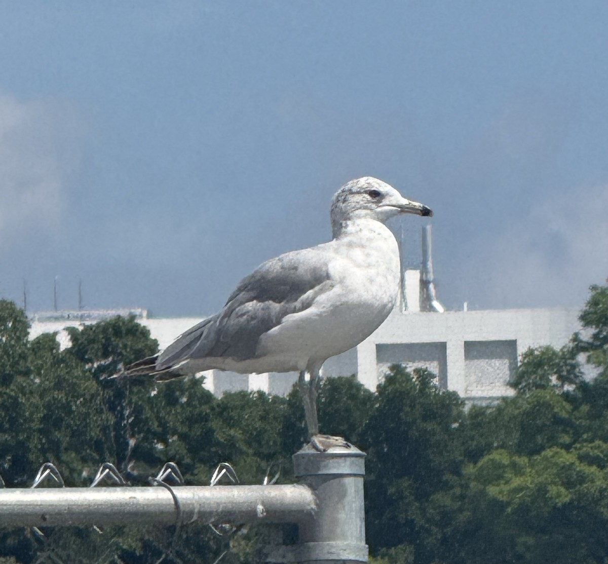 Ring-billed Gull - ML638279199