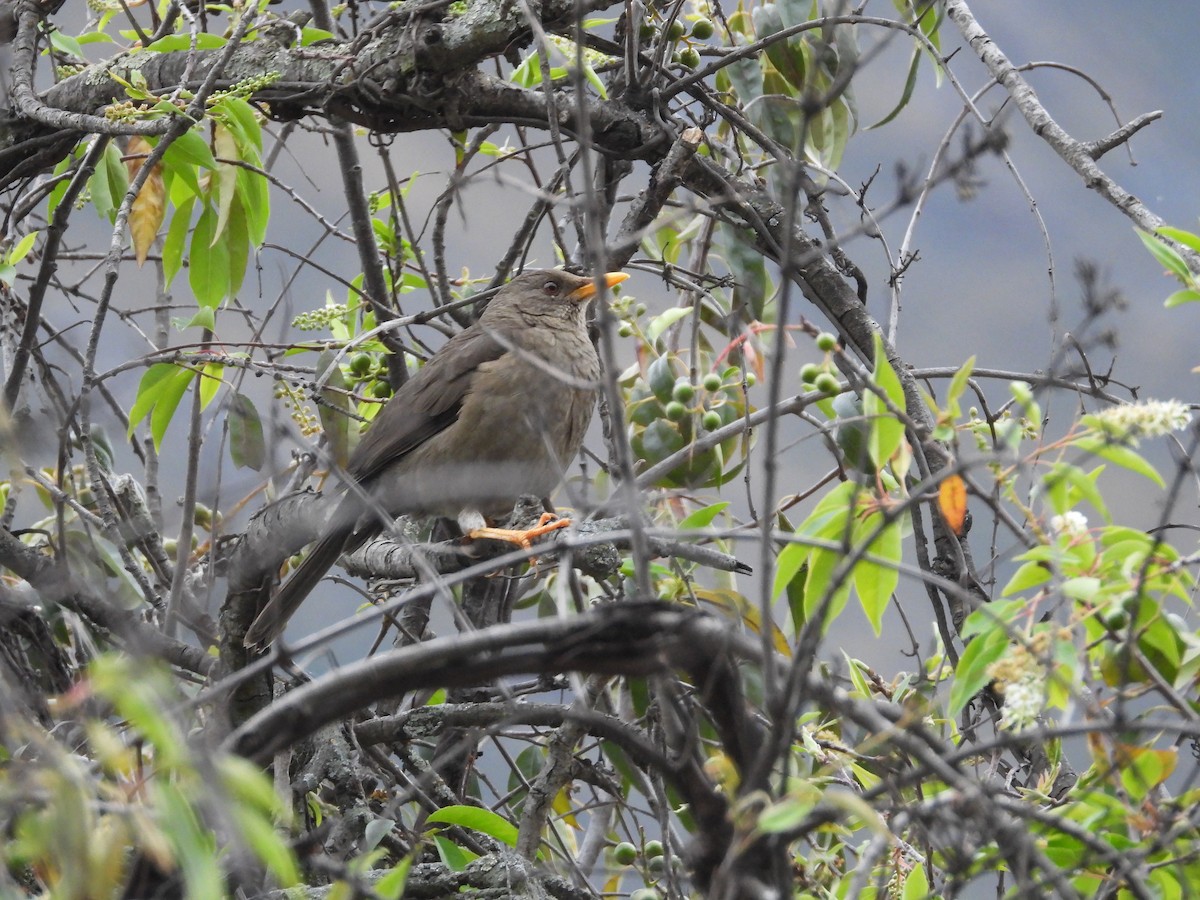 Chiguanco Thrush - ML638279211