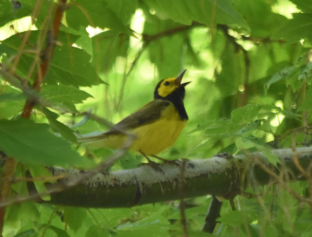 Hooded Warbler - ML638279213