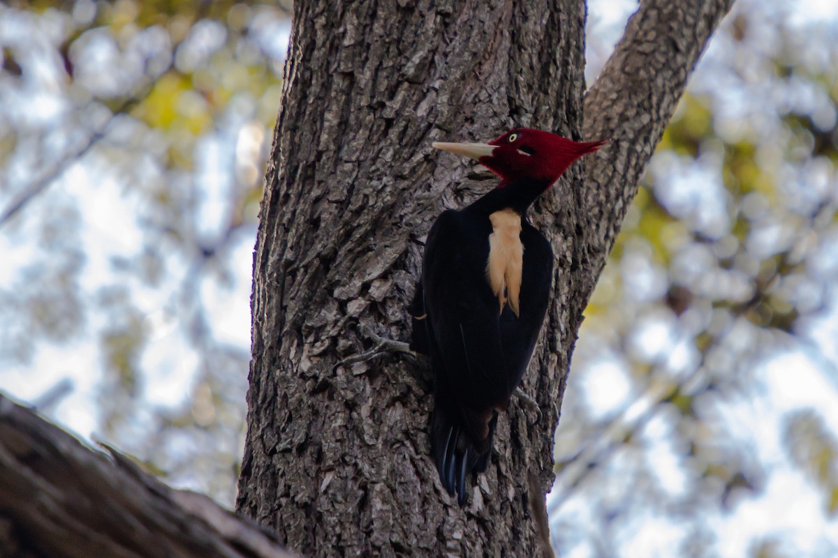 Cream-backed Woodpecker - ML638279219