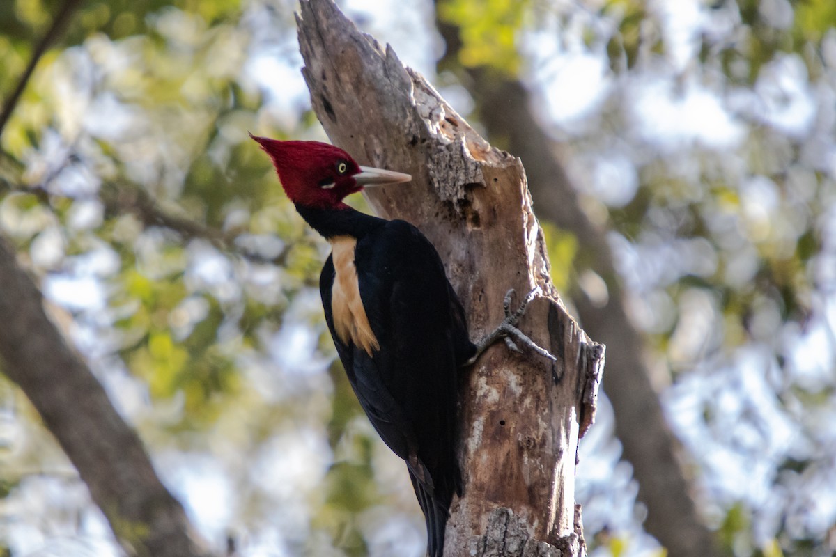 Cream-backed Woodpecker - ML638279220