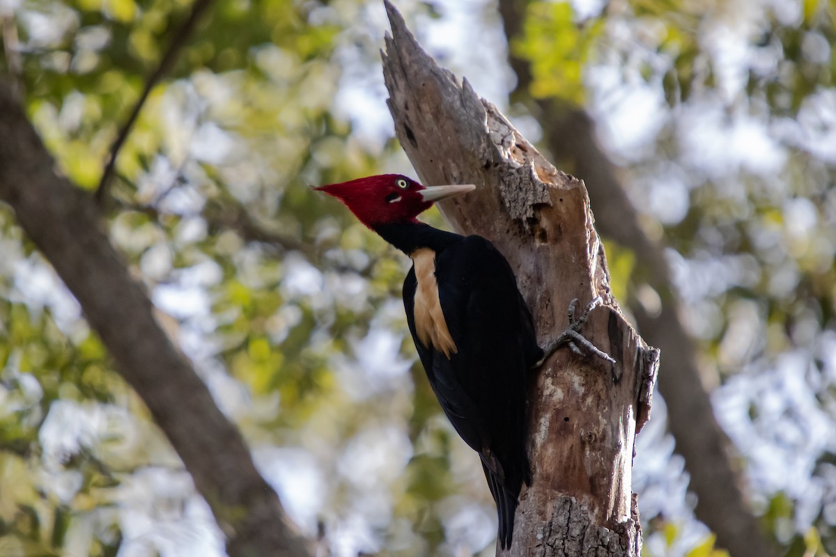 Cream-backed Woodpecker - ML638279221