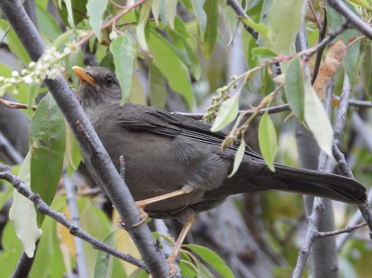Chiguanco Thrush - ML638279223