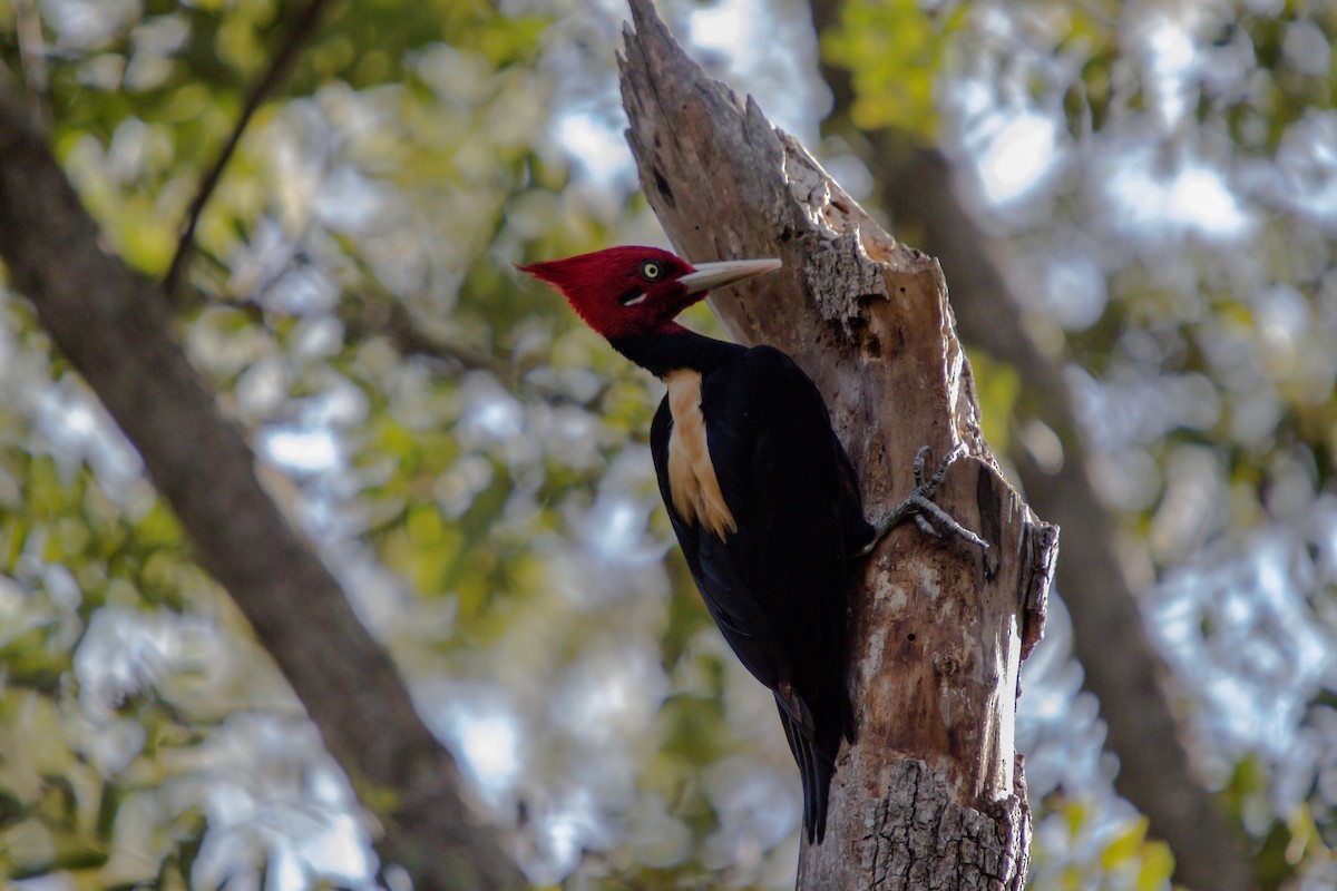 Cream-backed Woodpecker - ML638279225