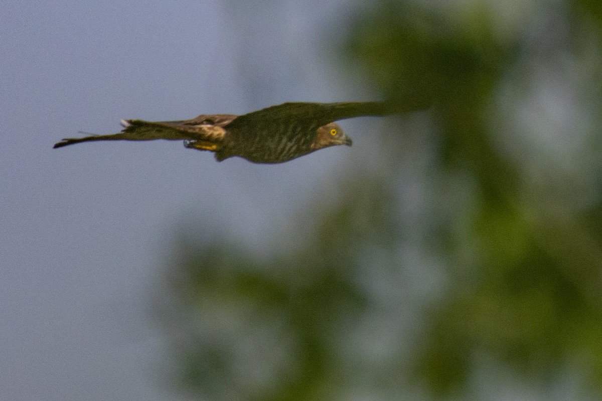 European Honey-buzzard - ML638279226