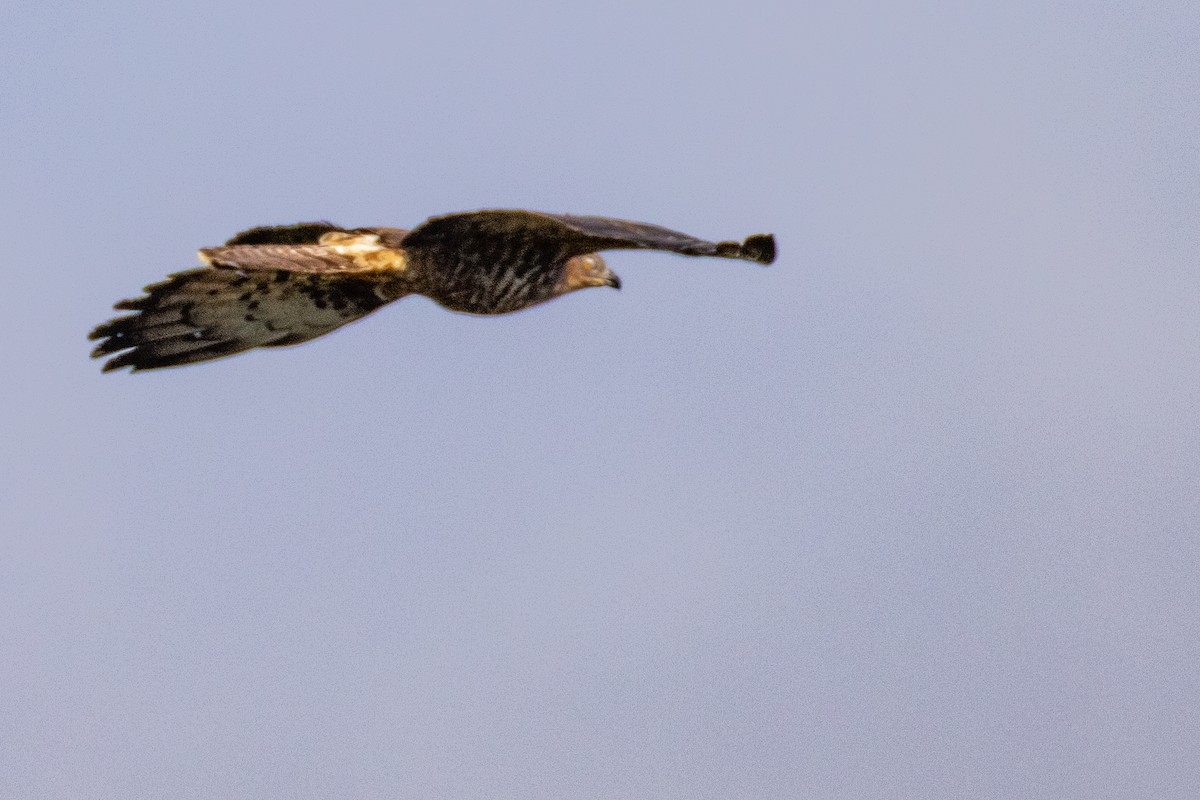 European Honey-buzzard - ML638279227