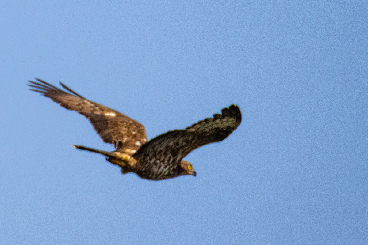 European Honey-buzzard - ML638279228