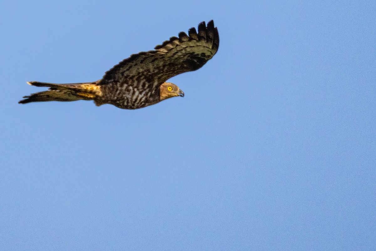 European Honey-buzzard - ML638279230
