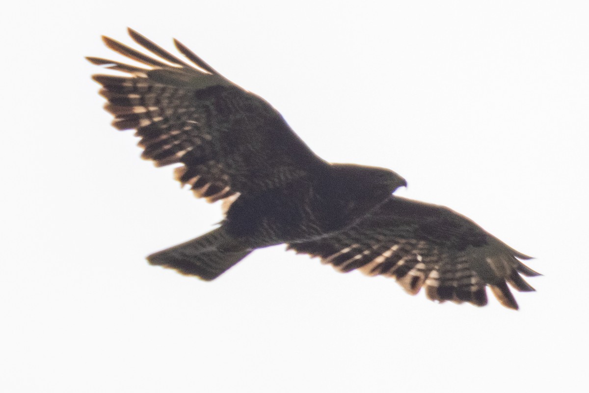Common Buzzard - ML638279235