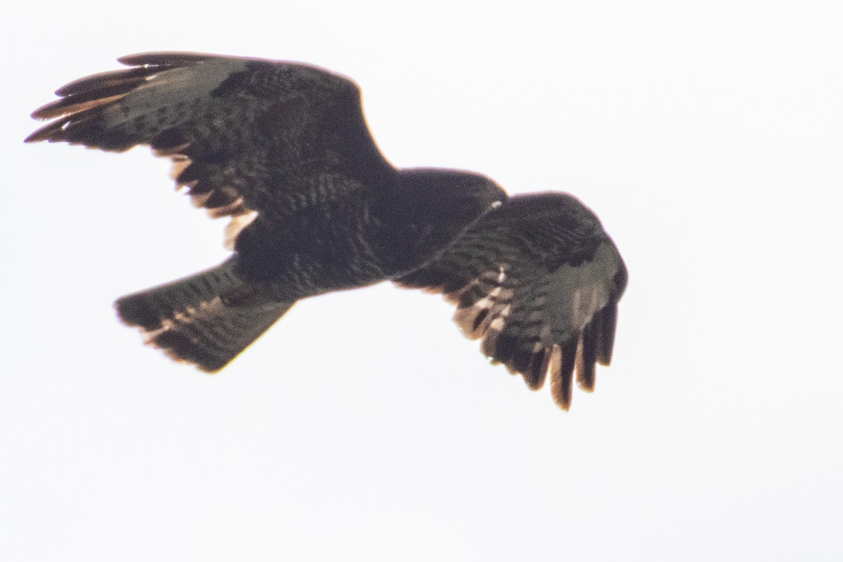 Common Buzzard - ML638279236