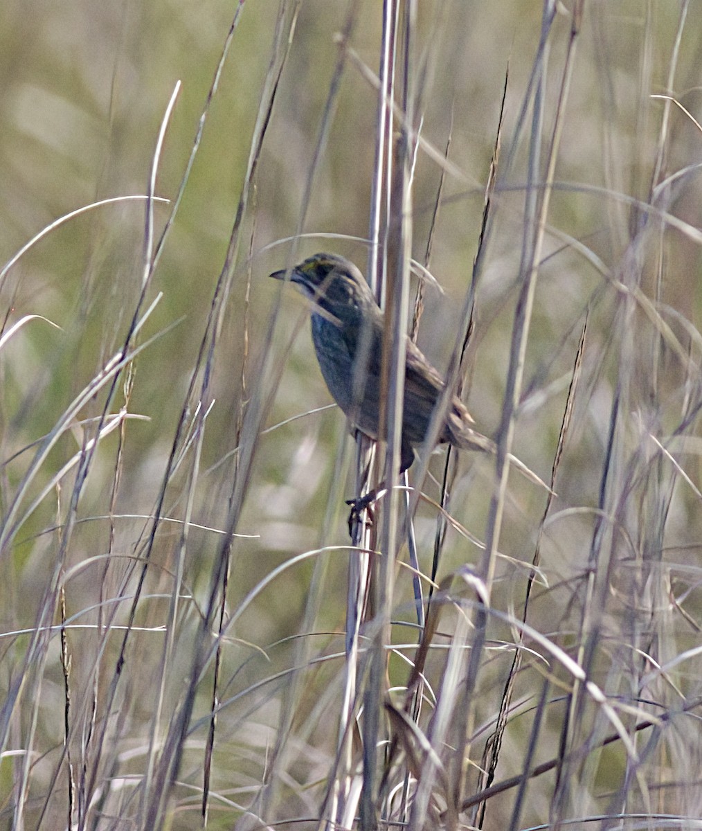 Seaside Sparrow - ML638279239