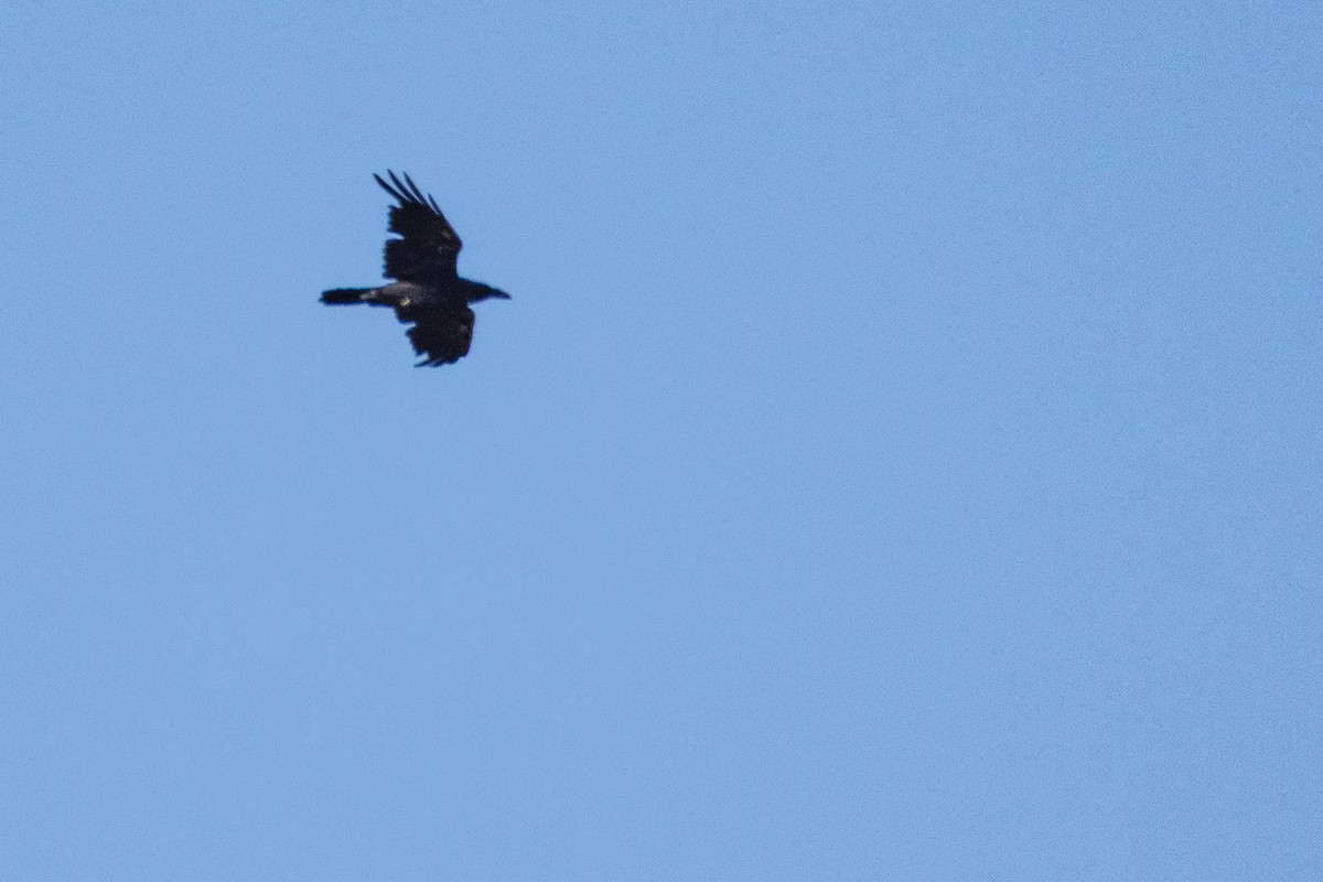 Common Raven - ML638279242