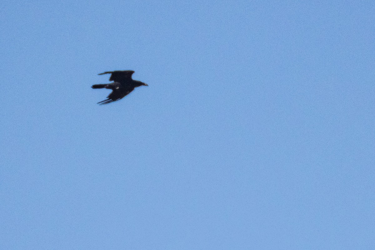 Common Raven - ML638279243