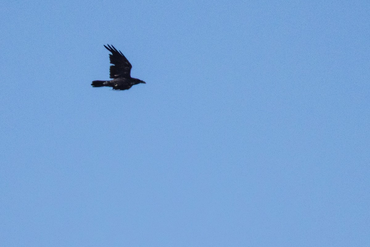 Common Raven - ML638279244
