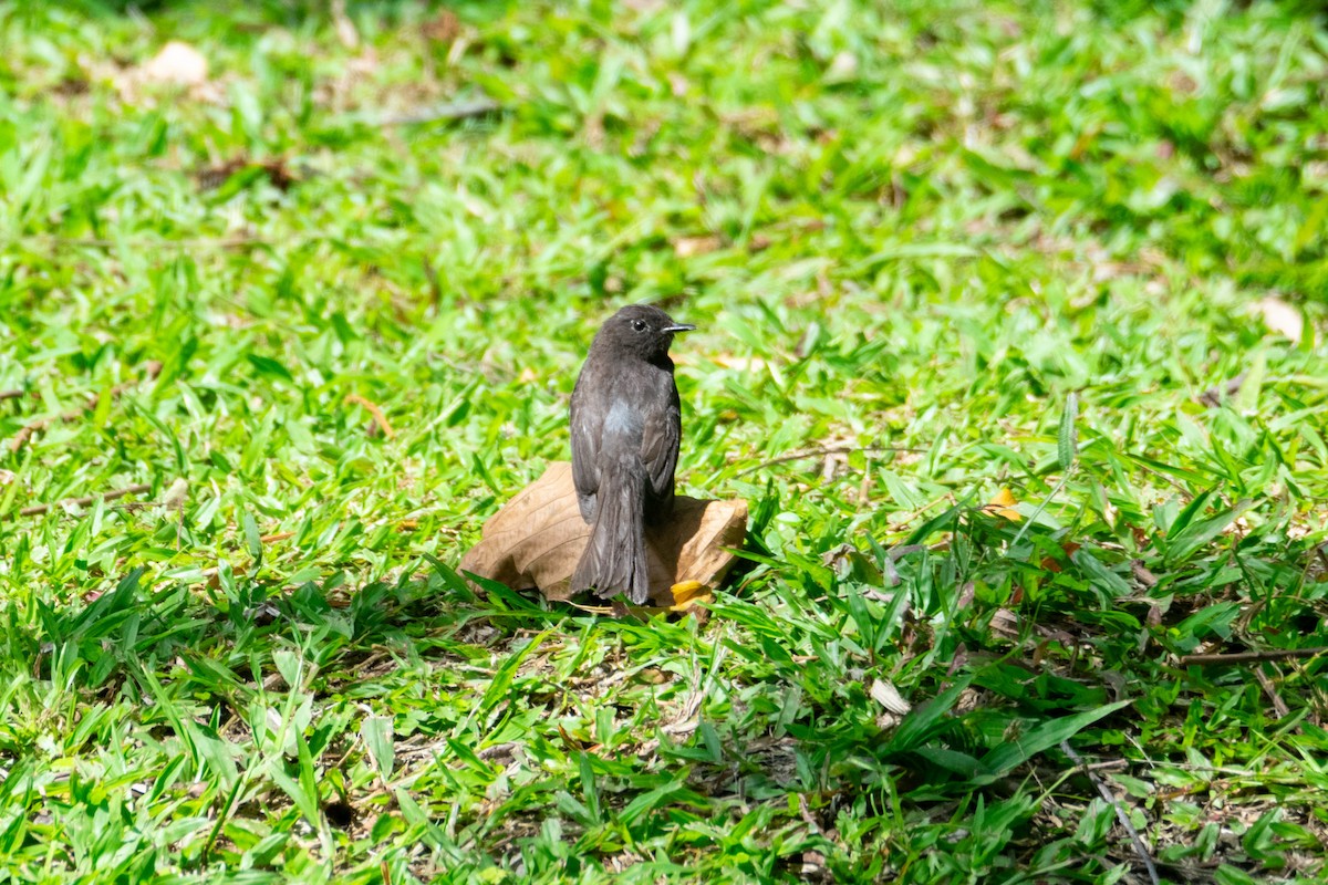 Black Phoebe - ML638279249