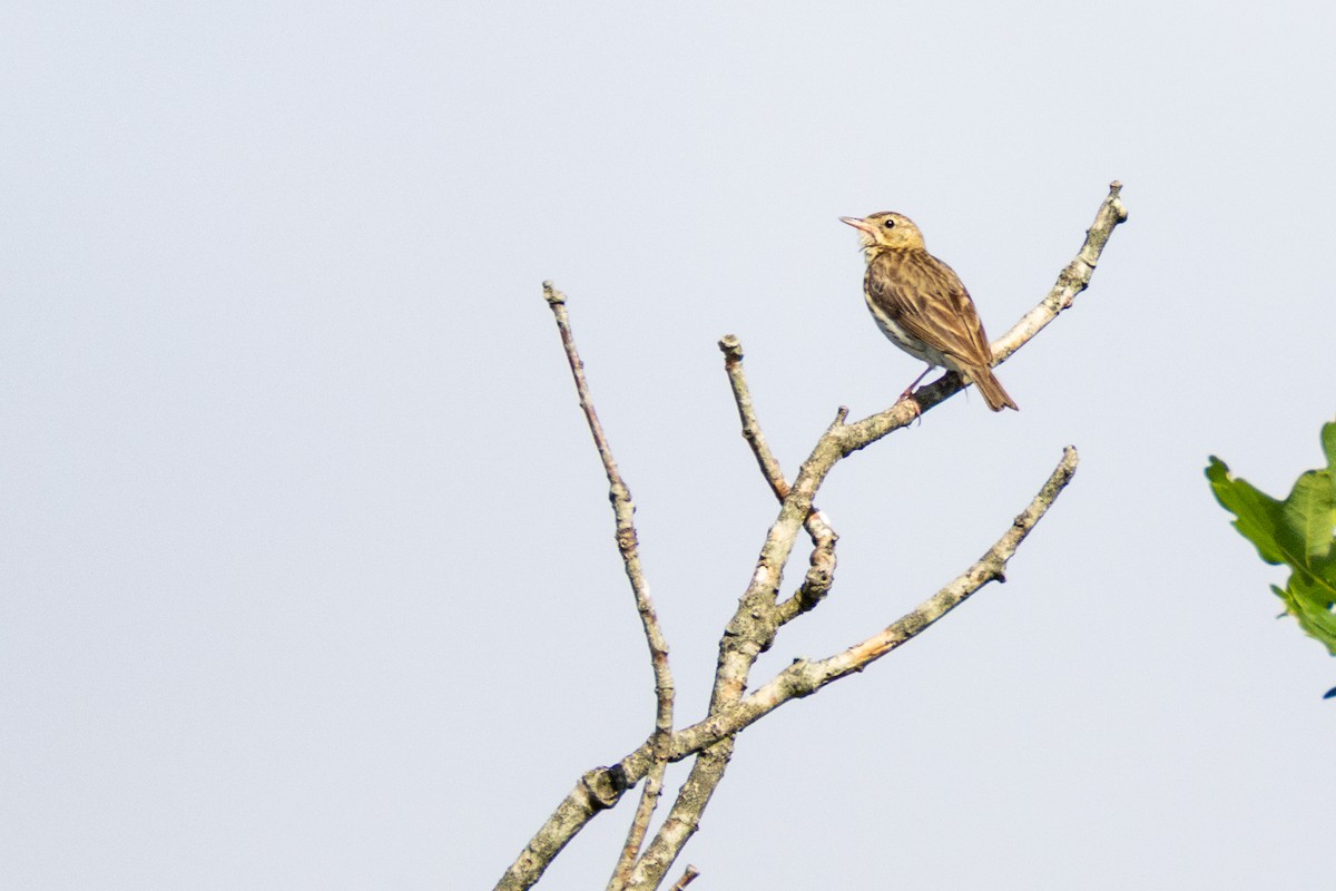 Tree Pipit - ML638279262