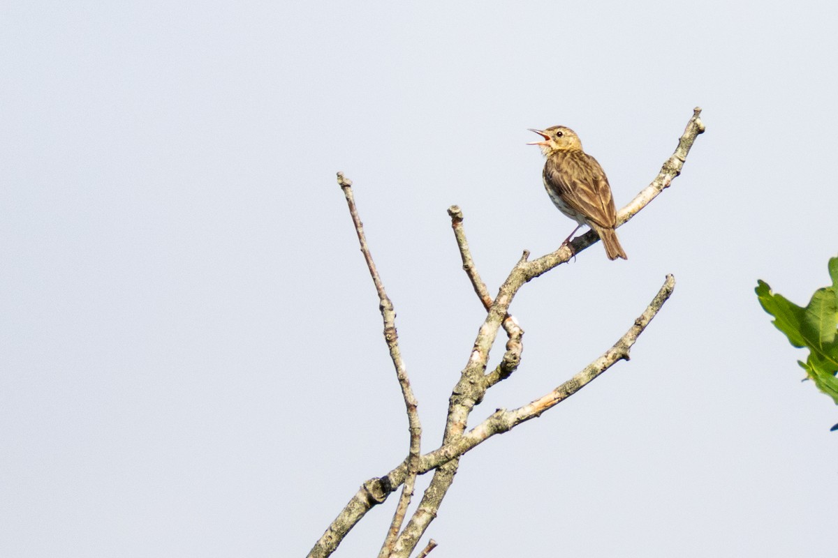 Tree Pipit - ML638279263