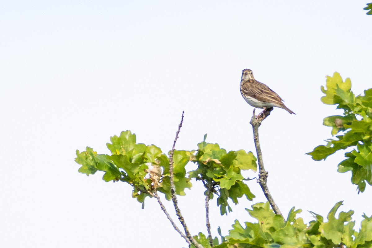 Tree Pipit - ML638279264