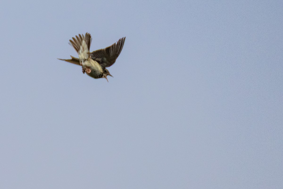 Tree Pipit - ML638279265