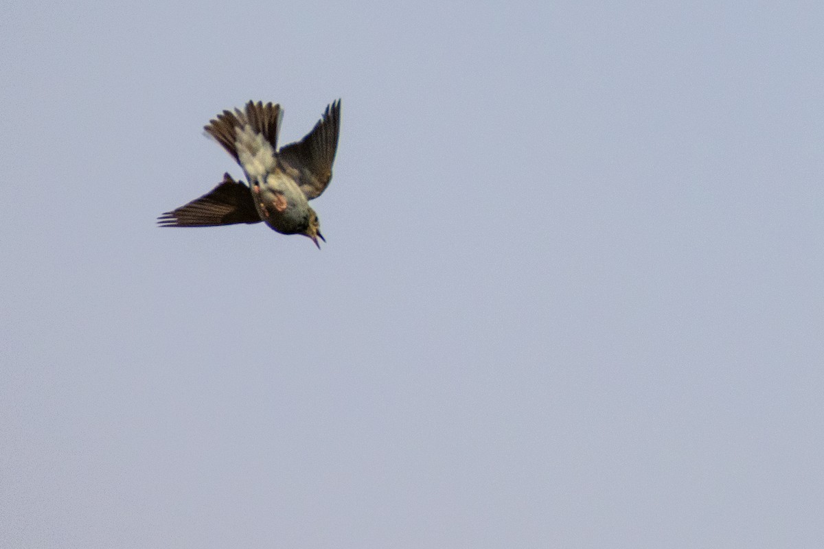Tree Pipit - ML638279266