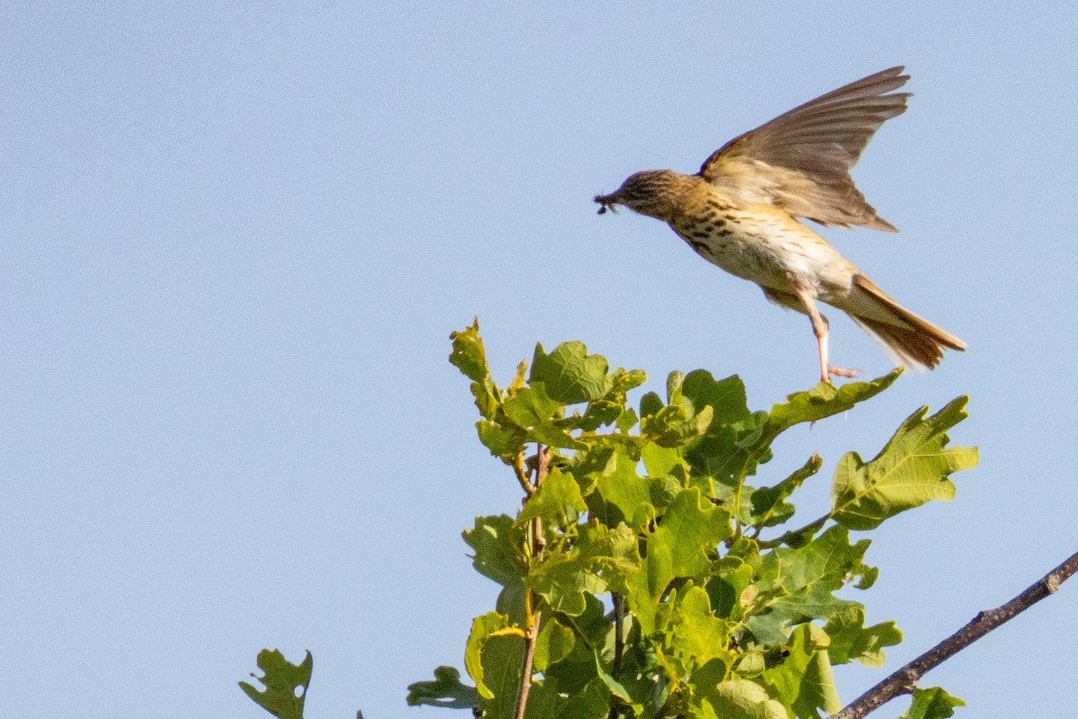 Tree Pipit - ML638279268