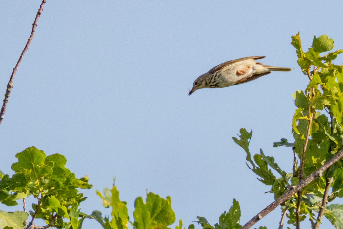 Tree Pipit - ML638279269