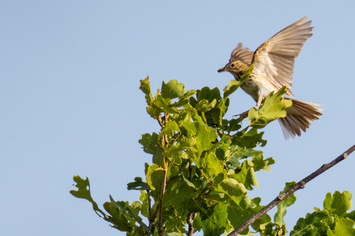 Tree Pipit - ML638279270