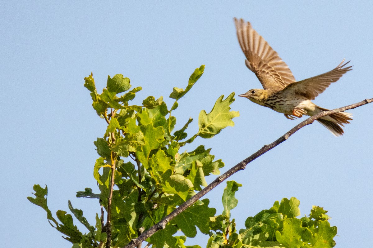 Tree Pipit - ML638279271