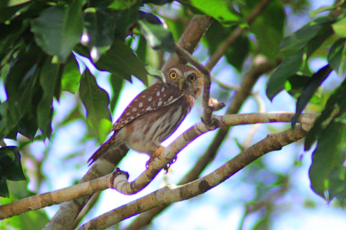 Ferruginous Pygmy-Owl - ML638279274