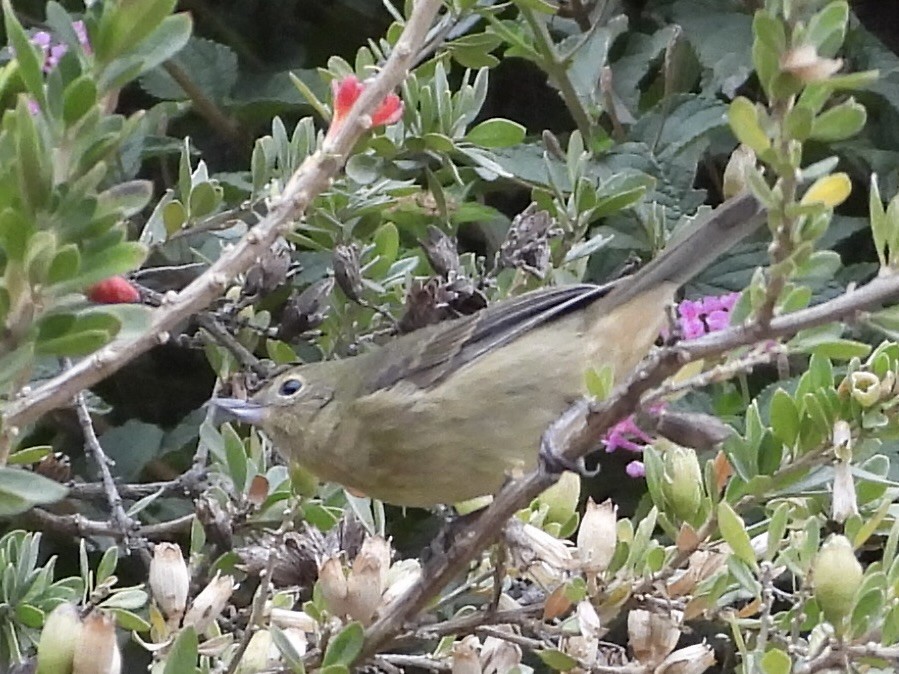 Rusty Flowerpiercer - ML638279306