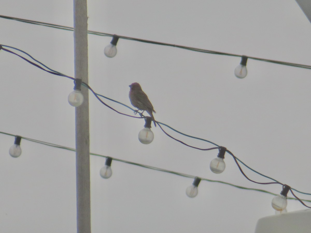House Finch - ML638279313