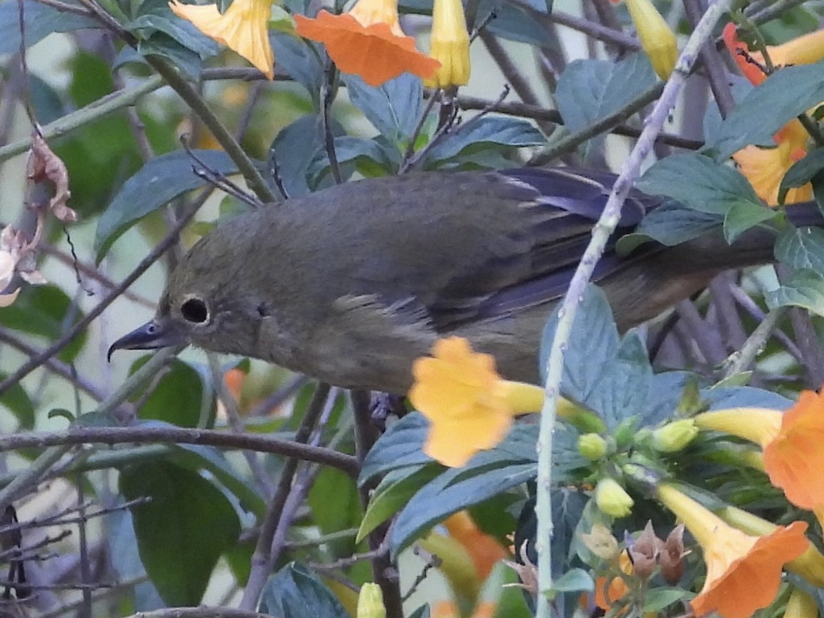Rusty Flowerpiercer - ML638279316