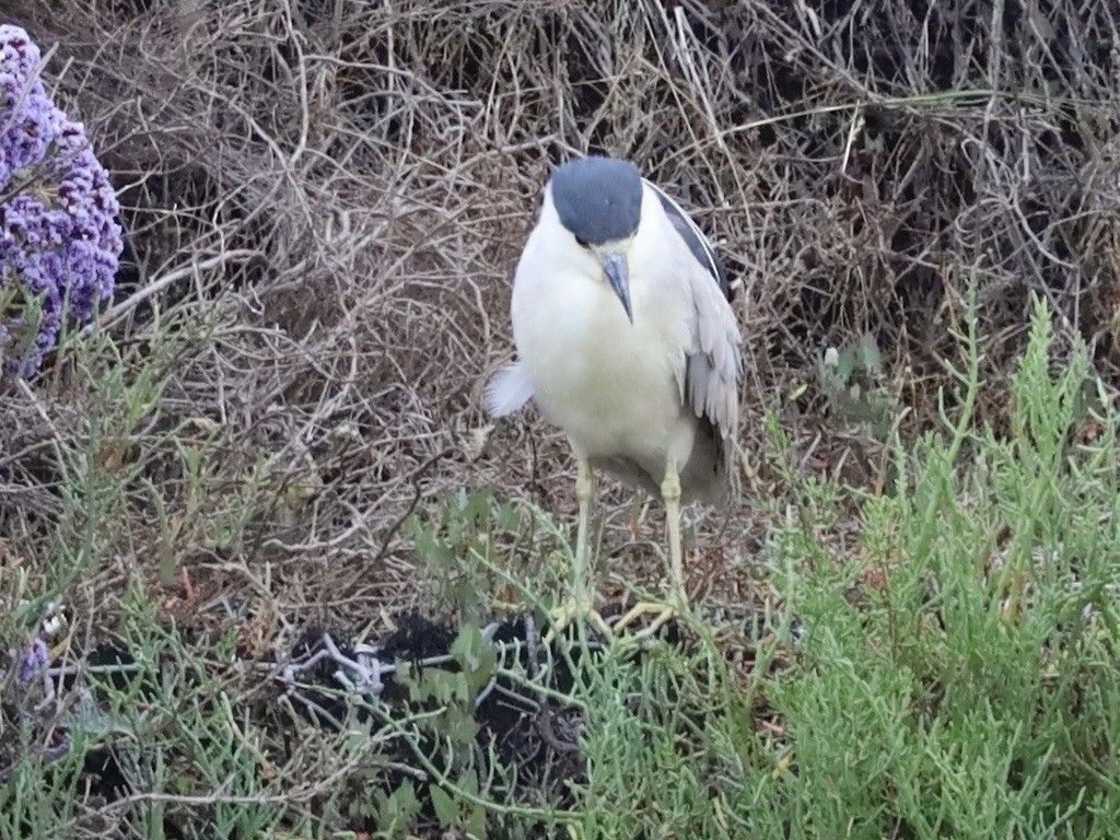 Black-crowned Night Heron - ML638279322