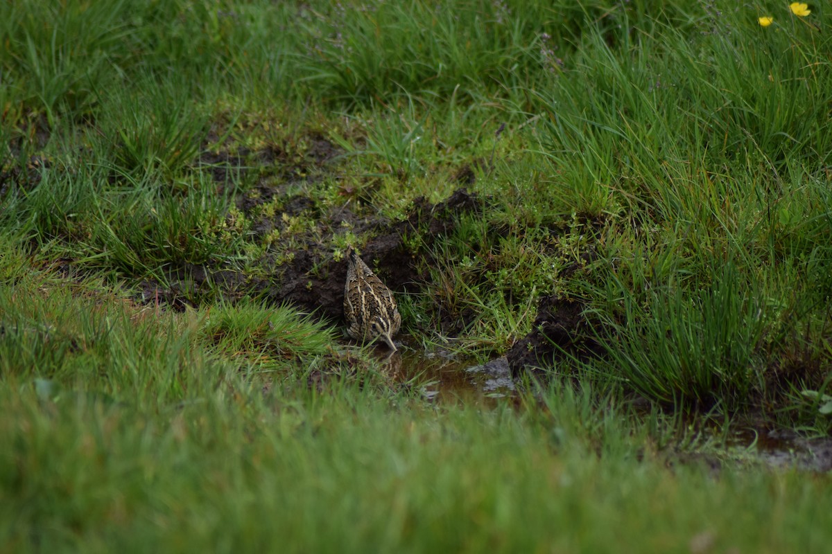 Common Snipe - ML638279325