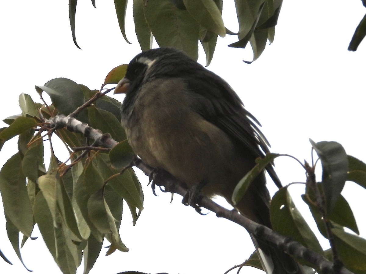 Golden-billed Saltator - ML638279333