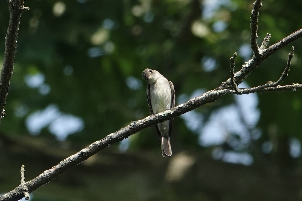 tyranovec východní - ML638279338