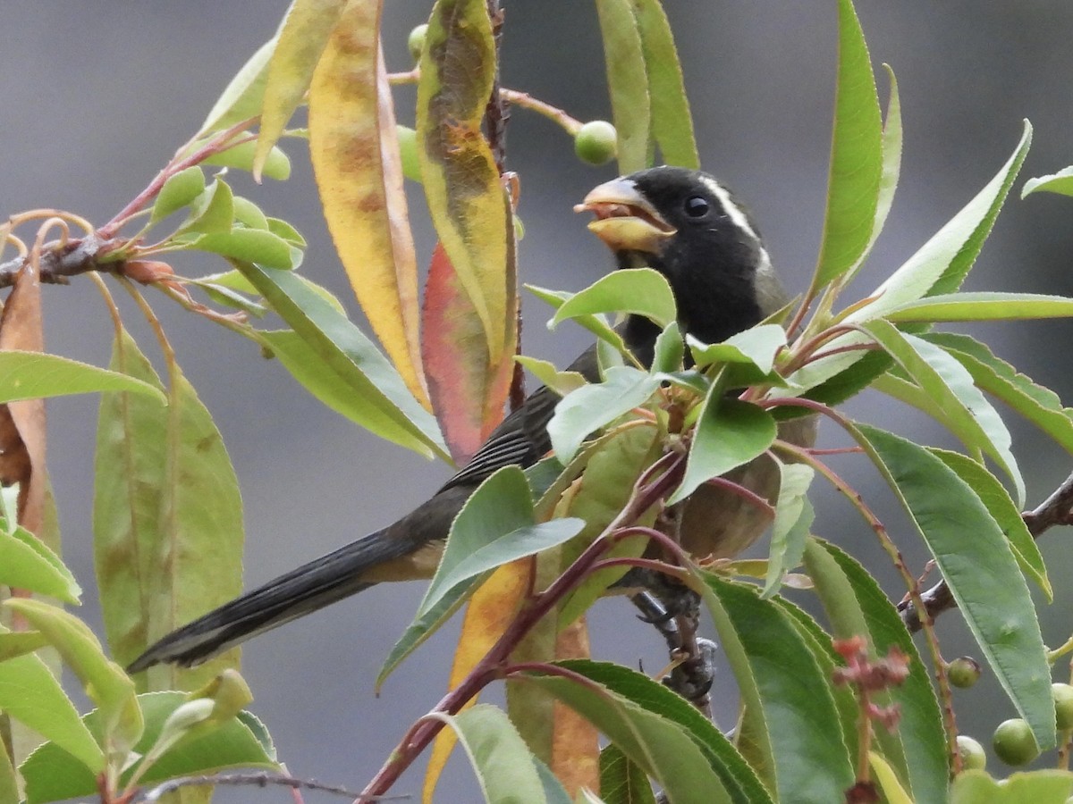 Golden-billed Saltator - ML638279340