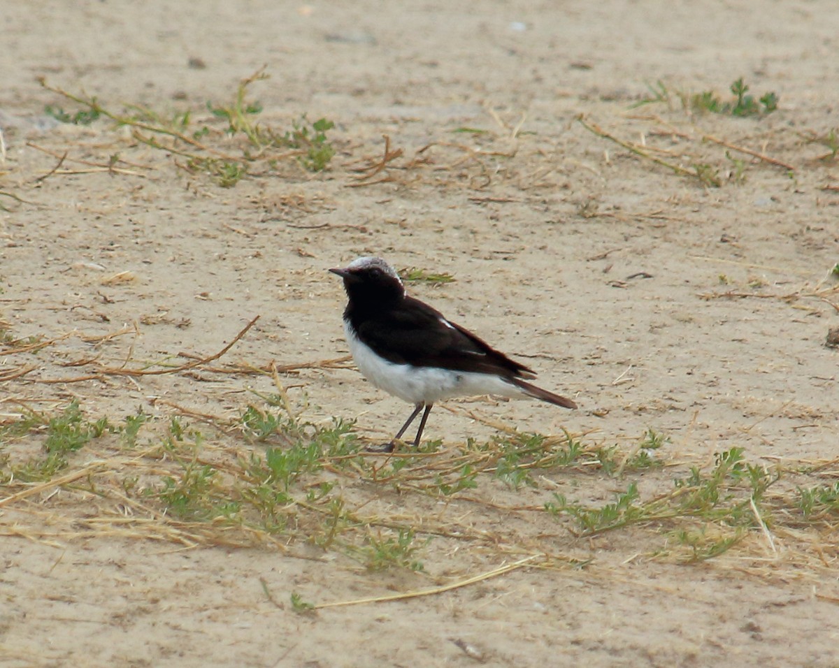 Pied Wheatear - ML638279341