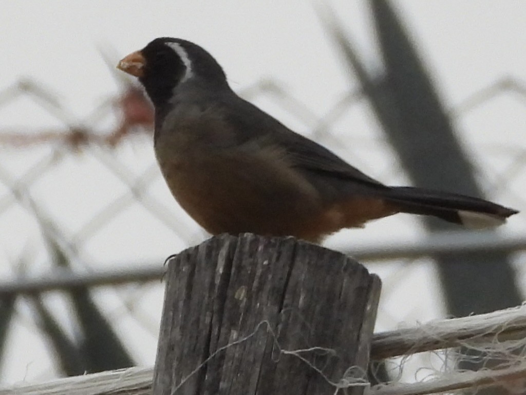 Golden-billed Saltator - ML638279346