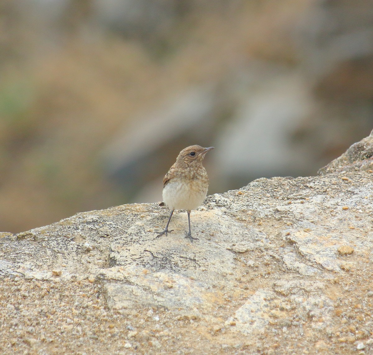 Pied Wheatear - ML638279347