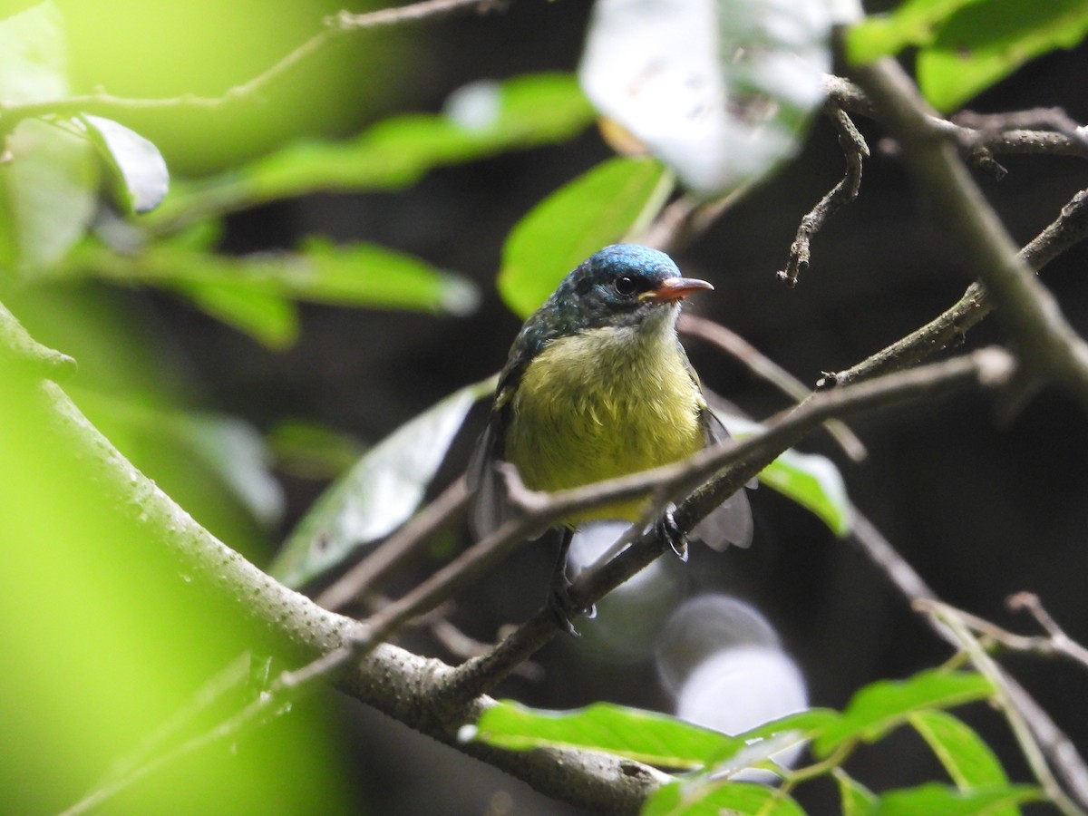 Collared Sunbird - ML638279358