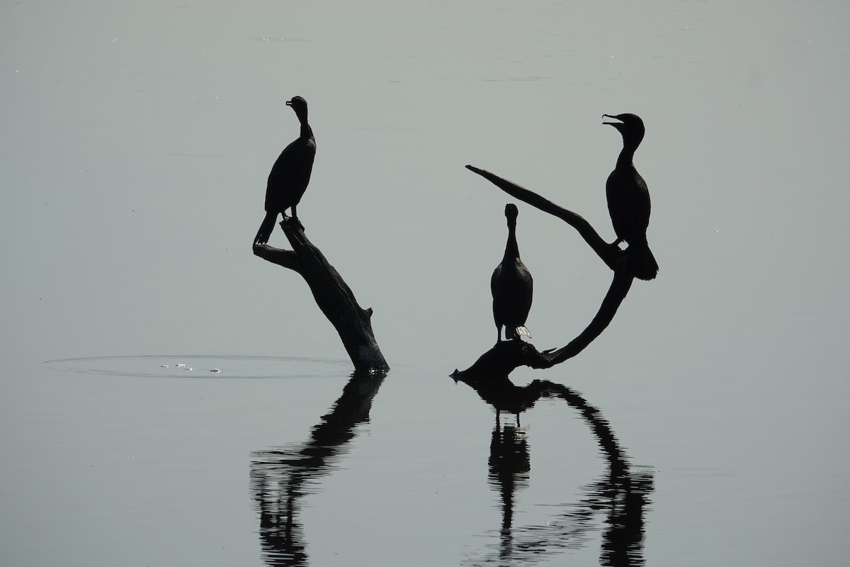 Double-crested Cormorant - ML638279361